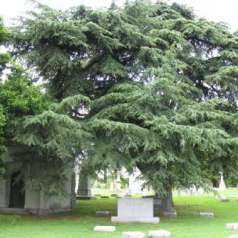 Elmwood Cemetery